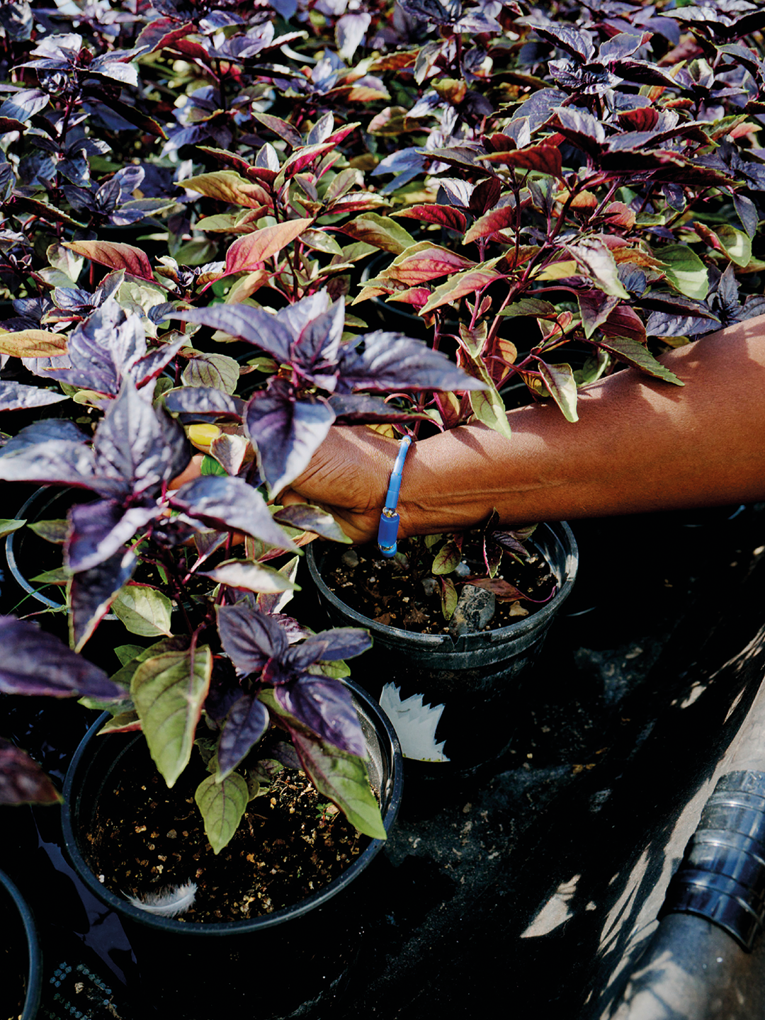 A Lesson in Symbiosis with OKO Farms